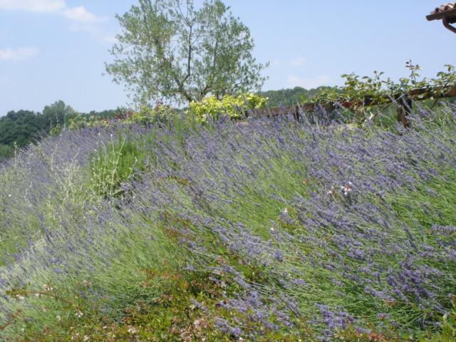 Borgo Montecucco Farm stay